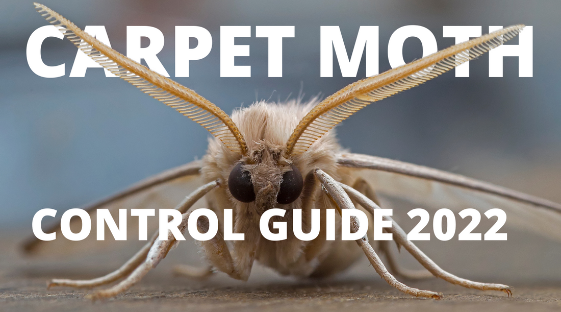 A moth and a Carpet Moth Control Guide 2022 in white text.