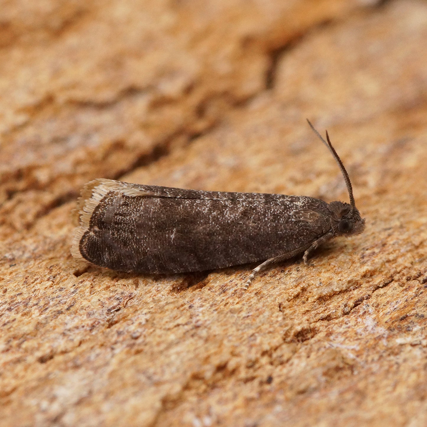 Plum Moth Pheromone Trap