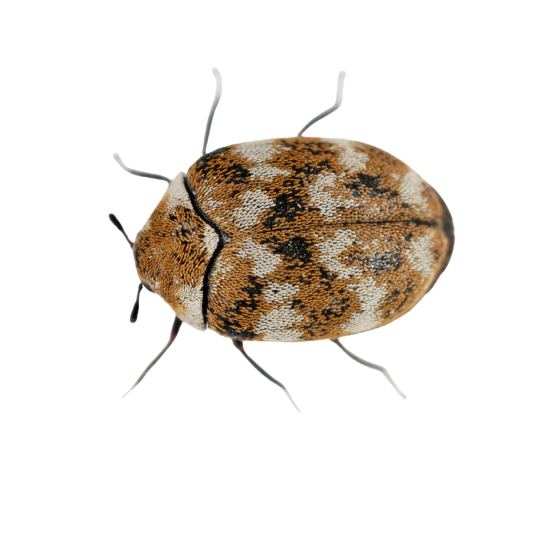 Varied Carpet Beetle Anthrenus verbasci