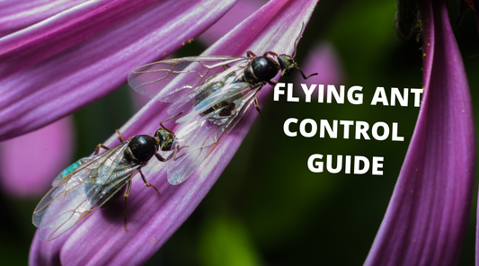 Two flying ants on a purple flower and the text Flying Ant Control Guide.