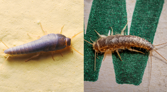 Types of Silverfish in the UK: Common vs Long-Tailed Silverfish