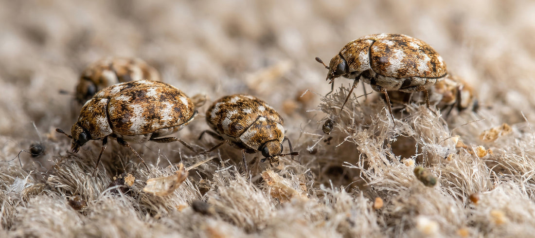 Carpet beetles on damaged wool carpet showing frayed fibres and signs of activity