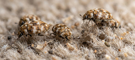 Carpet beetles on damaged wool carpet showing frayed fibres and signs of activity