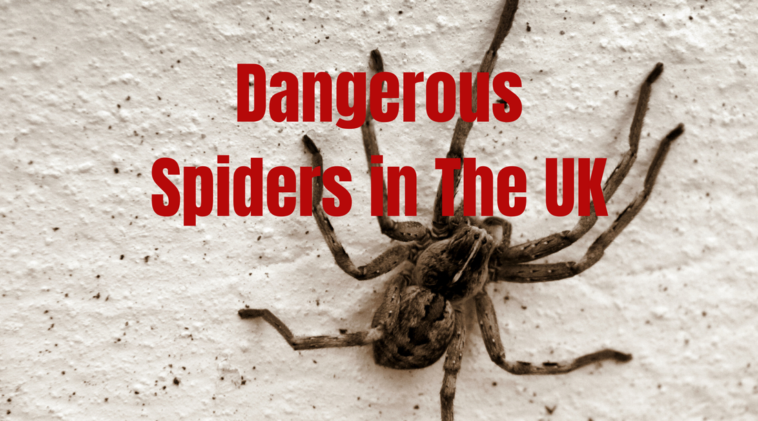 Are House Spiders Dangerous?