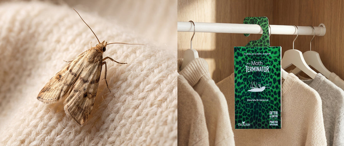 Close-up of a clothes moth on cream wool knitwear beside a pheromone moth monitoring trap hanging inside a wardrobe.