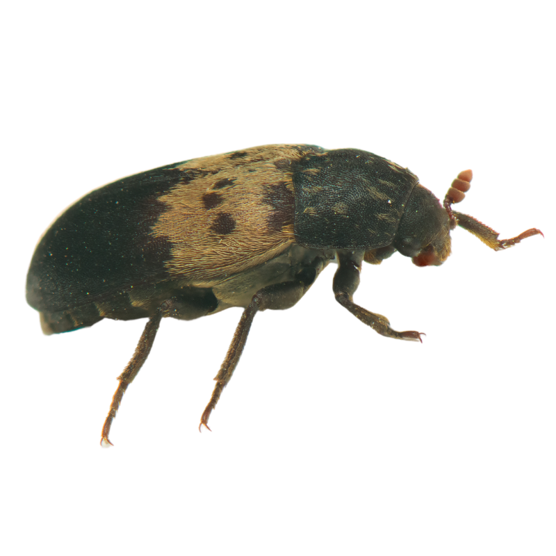 Pantry Beetles - RedCedar.co.uk