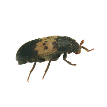 Larder Beetle - Dermestes lardarius