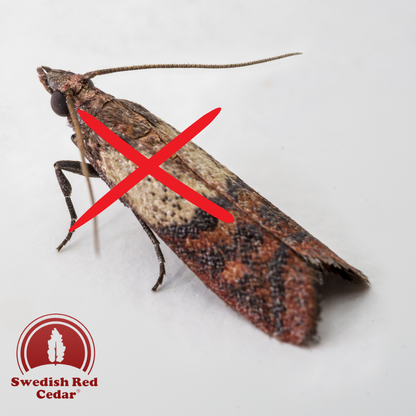 A close up on a moth with a red X over it.