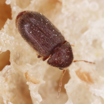 Drugstore Beetle Trap (Biscuit Beetle) Stegobium paniceum